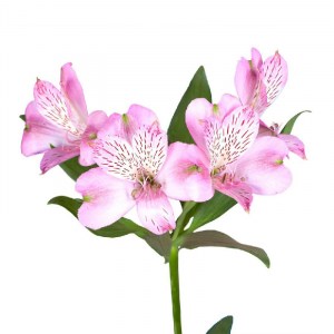 alstroemeria