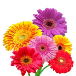 gerbera1