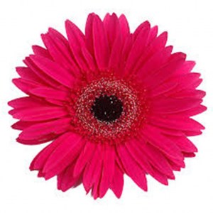 gerbera
