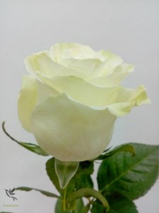 Мондиаль__белая_роза