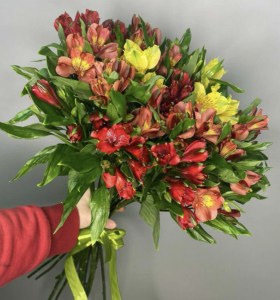 альстромерия